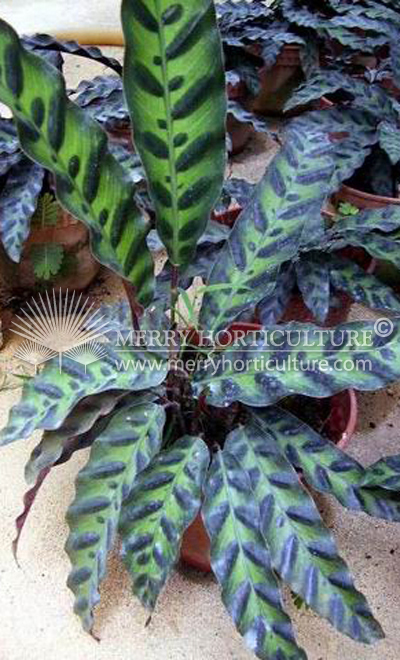 Calathea insignis